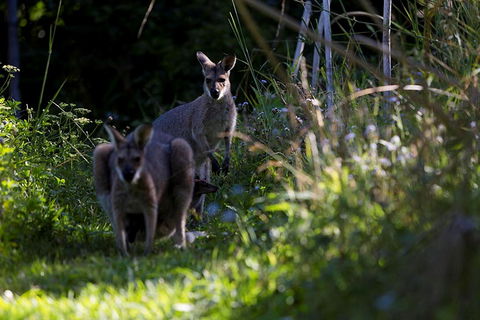 Djanbung Permaculture Gardens - C Tourism 8