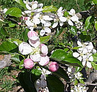 Avro Park Orchards - C Tourism