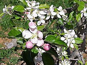 Avro Park Orchards - C Tourism 0