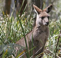 Blue Mountains Guides - C Tourism