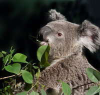 Koala Transfers - C Tourism