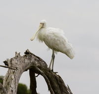 Melbourne Birding Tours - C Tourism