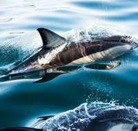 Dolphin Swim Australia - C Tourism