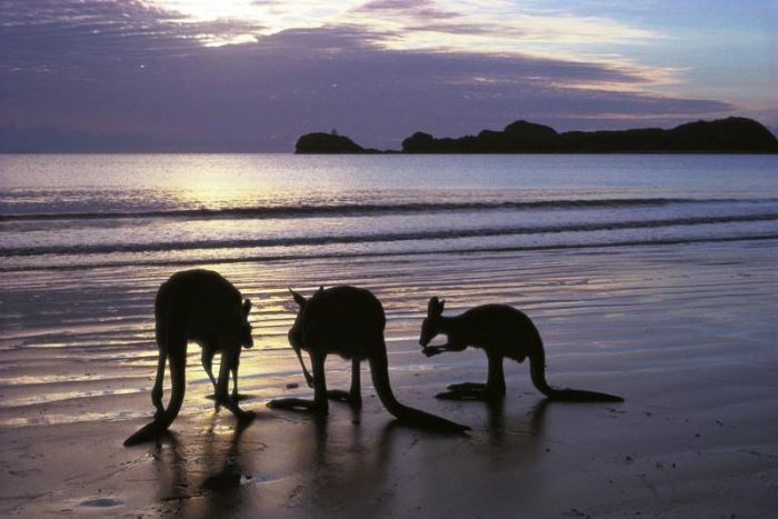 Seaforth QLD C Tourism