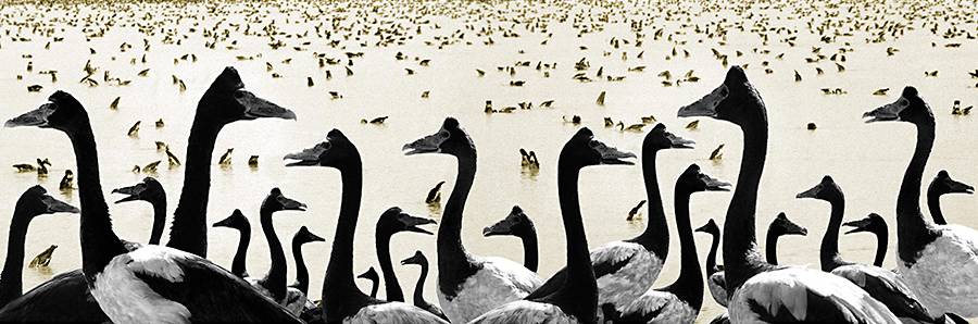 Coconut Grove NT C Tourism