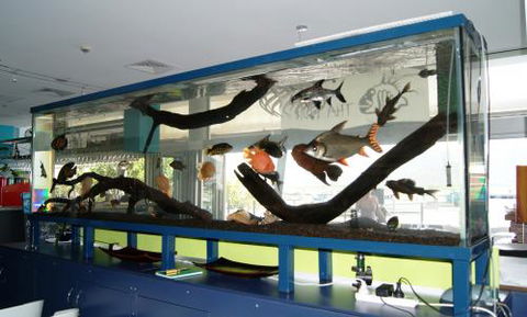 Aquariums In Cairns - C Tourism 2