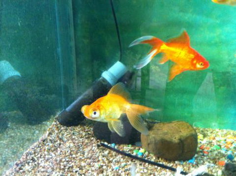 Hurley’s Aquariums - C Tourism 2