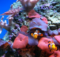 Tropical Marine Centre - C Tourism