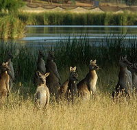 Canberra - The National Capital  Full Day Private Tour  Departs from Sydney - C Tourism