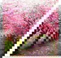 Blossom Lane - Boardwalk Bar 4.00-6.00pm - C Tourism