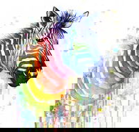 Rainbow Zebra - 65 Northbourne 7.30-9.30pm - C Tourism