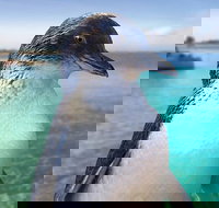 Full-Day Penguin Island  Fremantle Town