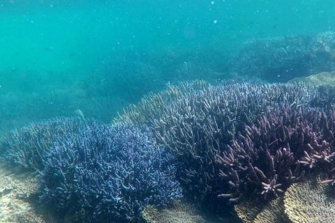 Abrolhos Island Half Day Fly And Flipper - C Tourism 1