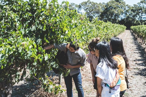 Voyager Estate: Private Winery Tasting Tour In Margaret River With Lunch - C Tourism 2