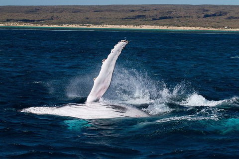 VIP Luxury Chartered Escapes, Exploring The Reef At Your Own Pace - C Tourism 7
