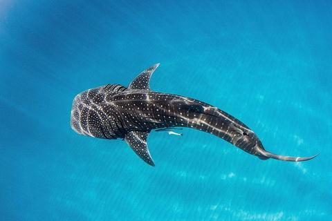 VIP Luxury Chartered Escapes, Exploring The Reef At Your Own Pace - C Tourism 18