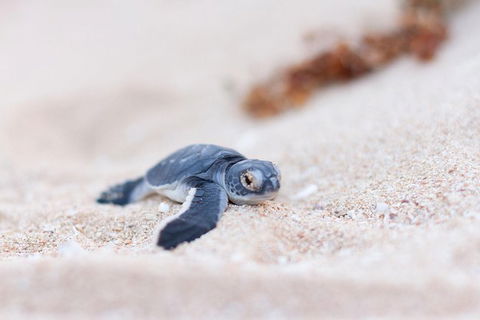 VIP Luxury Chartered Escapes, Exploring The Reef At Your Own Pace - C Tourism 6