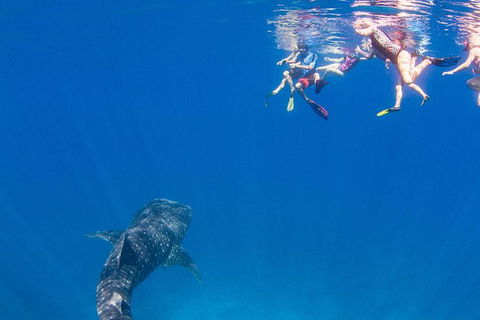 VIP Luxury Chartered Escapes, Exploring The Reef At Your Own Pace - C Tourism 22