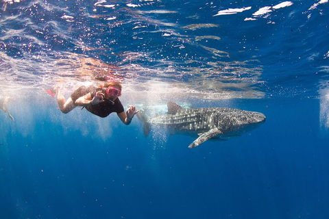 VIP Luxury Chartered Escapes, Exploring The Reef At Your Own Pace - C Tourism 8