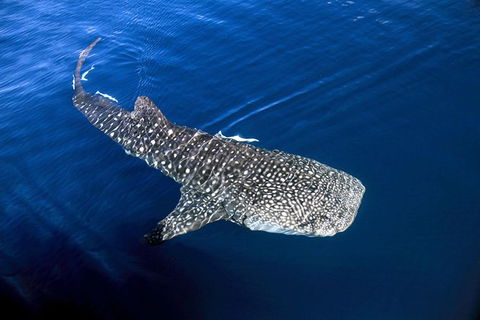 VIP Luxury Chartered Escapes, Exploring The Reef At Your Own Pace - C Tourism 30