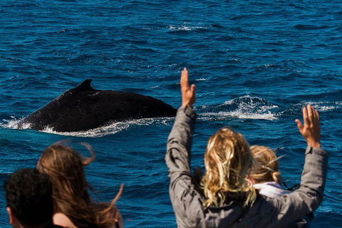 VIP Luxury Chartered Escapes, Exploring The Reef At Your Own Pace - C Tourism 21