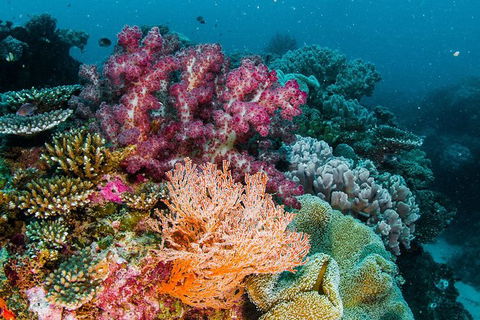 VIP Luxury Chartered Escapes, Exploring The Reef At Your Own Pace - C Tourism 33