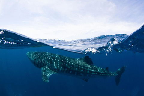 VIP Luxury Chartered Escapes, Exploring The Reef At Your Own Pace - C Tourism 51