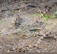 Nocturnal Wildlife Tour from Busselton or Dunsborough - C Tourism