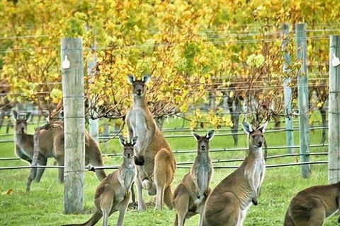 Margaret River Indulge And Discover Day Tour - C Tourism 11