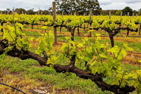 Margaret River Indulge And Discover Day Tour - C Tourism 20