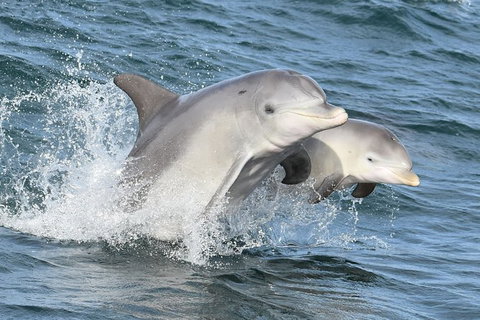 Mandurah Dolphin And Scenic Marine Cruise - C Tourism 12