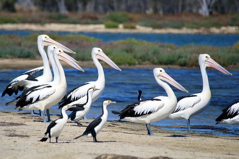 Mandurah Dolphin And Scenic Marine Cruise - C Tourism 7