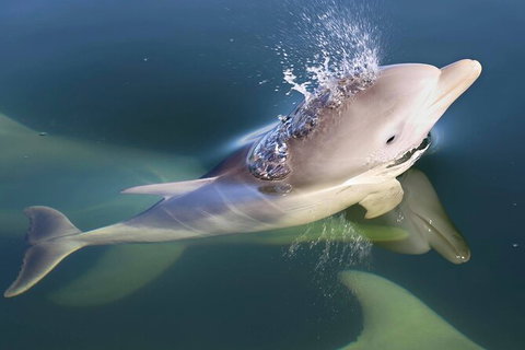 Mandurah Dolphin And Scenic Marine Cruise - C Tourism 4