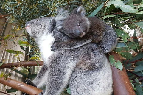 Penguin Island And Caversham Wildlife Park Day Trip From Perth - C Tourism 1