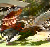 Very Best of Perth Tour - Wildlife Park  City Highlights Tour - C Tourism