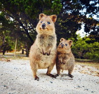 Rottnest Island All-Inclusive Grand Island Tour from Fremantle - C Tourism