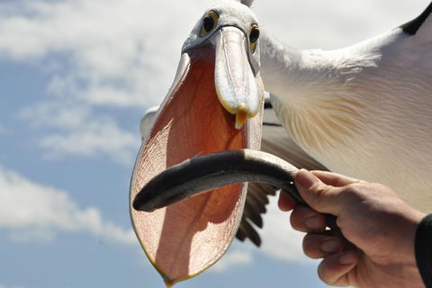 Albany Wildlife And Scenic Cruise - C Tourism 5