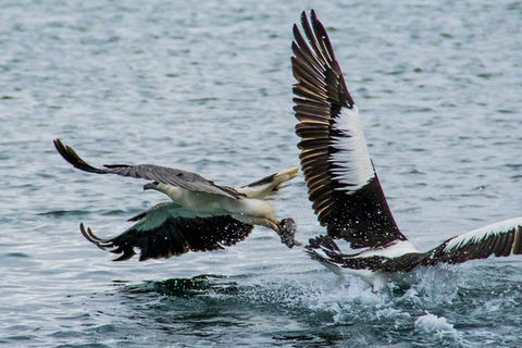 Albany Wildlife And Scenic Cruise - C Tourism 4
