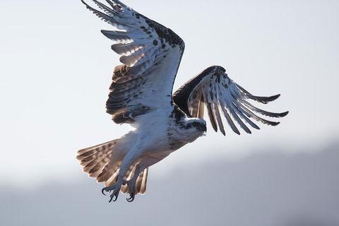 Albany Wildlife And Scenic Cruise - C Tourism 6