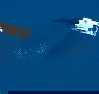 Humpback Whale Swim Ningaloo Reef - C Tourism
