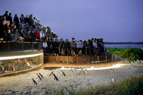1 Day Private Phillip Island Tour (VIP Charter Up To 9 People) - C Tourism 0