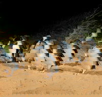 Phillip Island Penguin Parade Express Tour from Melbourne - C Tourism