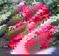 Mornington Peninsula including Strawberry Farm Day Tour from Melbourne - C Tourism