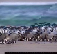 Premium Penguin Express Tour from Melbourne - C Tourism