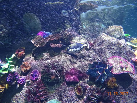 SEA LIFE Melbourne Aquarium Admission Ticket - C Tourism 3