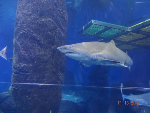 SEA LIFE Melbourne Aquarium Admission Ticket - C Tourism 5