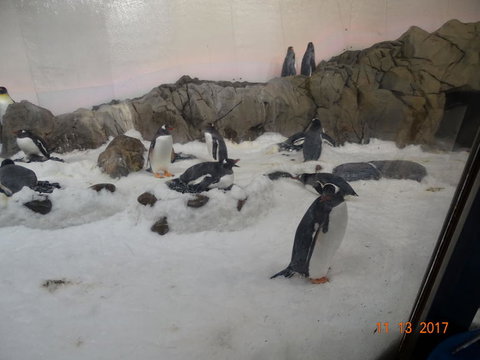 SEA LIFE Melbourne Aquarium Admission Ticket - C Tourism 4