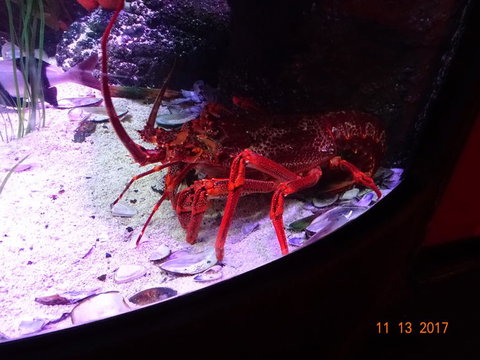 SEA LIFE Melbourne Aquarium Admission Ticket - C Tourism 11