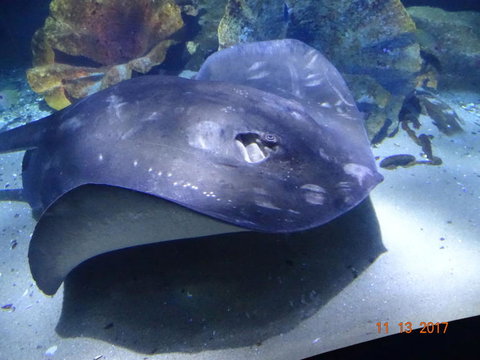 SEA LIFE Melbourne Aquarium Admission Ticket - C Tourism 9