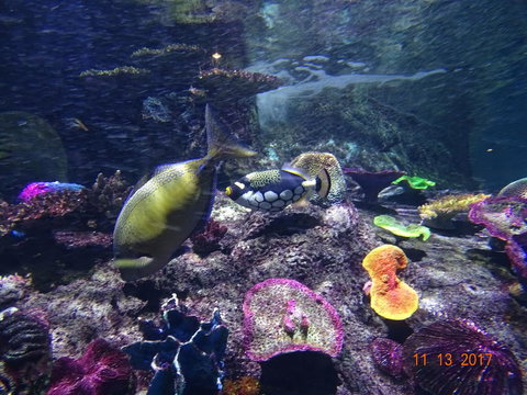 SEA LIFE Melbourne Aquarium Admission Ticket - C Tourism 8